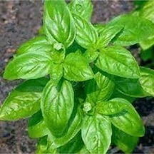 Yeşil Yapraklı Mis Kokulu Fesleğen Çiçeği Tohumu 30 Adet