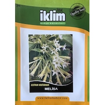 Melisa Çiçek Tohumu Cestrum Nocturnum Takribi 40 Tohum N112937
