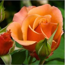Yediveren Kokulu Narçiçegi Rengi 40 60 Cm 2 Adet Saksılı Aşılı Gül Peach-colored Rose
