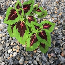 Canlı Çiçek Yaprak Güzeli Fidanı 10-20 Cm