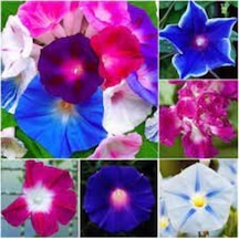 10 Adet Tohum Ipomea Purpurea Çiçeği Tohumu Saksı Toprak Sürpriz Hediye Tohumla Gönderilir