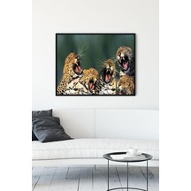Pster11954 Gülen Leoparlar Eğlenceli Mizahi Çerçeveli Tablo 50x70cm