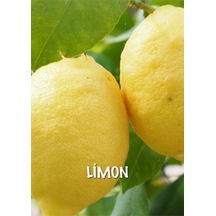 Büyük Limon Fidanı