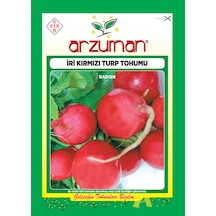 İri Kırmızı Turp Tohumu 10 GR