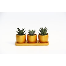 TRİO ORANGE HEDİYELİK SUKULENT SETİ - Haworthia Limifolia - Pumil