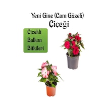 Kırmızı + Ebruli Renk Yeni Gine Cam Güzeli Çiçeği 2 Adet Balkon Bitkisi 10-15cm