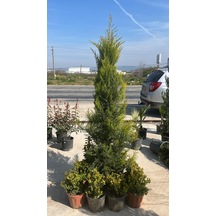 Limoni Servi Ağacı - Cupressus Macrocarpa 'goldcrest'