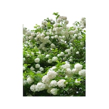 Videolu Kartopu Çiçeği Fidanı 1 Adet 30-70cm Saksılı\tüplü Viburnum