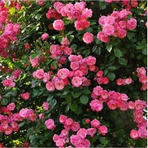 Videolu Pembe Sarmaşık Gül Fidanı Yediveren Kokulu 3 Adet Saksılı 80-160cm Climbing Rose