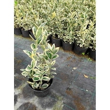 Taflan Brvo 30-50 Cm