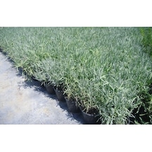 Saksılı Lavanta Fidanı 2 Adet 30-40 Cm lavandula İntermedia N11.27255