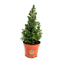 Videolu Chamaecypans Mini Çam Ağacı, Elwoodi Yılbaşı Ağacı 35-45 Cm Saksıda İran Çamı