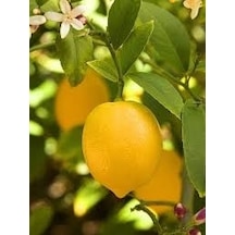 Mayer Limon  Fidanı