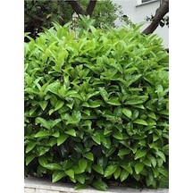 Kartopu Çiçeği Fidanı Ithal 1 Adet Saksılı 50-80 Cm Viburnum Lucidum