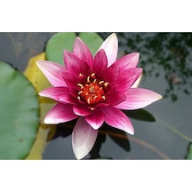 Lotus Çiçeği Tohum Nilüfer Çiçeği Tohumu 3 Adet Tohum