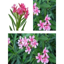 Pembe Çiçekli Zakkum Fidanı 40-60 Cm Tüplü Çiçekli Bodur Bitkiler Pink Oleander