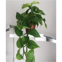 Salon Sarmaşığı Pothos Çiçeği Patos Çiçeği 10-20 Cm