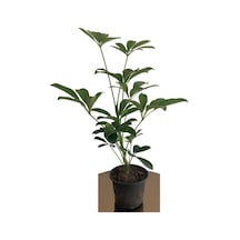 Nura Botanik Şeflera 20-30 Cm Schefflera Bitikisi