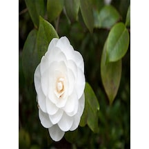 3'lü Beyaz Kamelya Çiçeği Fidanı 30-60 Cm Tüplü Çiçekli Bodur Bitkiler Camellia Flower Diğer