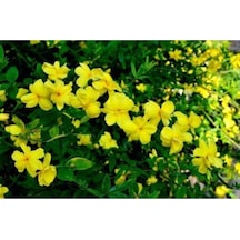 Serada Decor Plant Sarı Yasemin Çiçeği Fıdanı 70 Cm Saksılı Dış Mekan Bitkisi