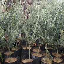 Gemlik Zeytin Fidanı Trilye Zeytini