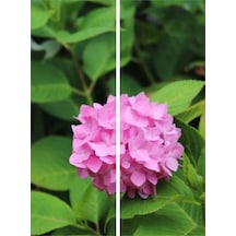 Videolu Çok Sevilen Pembe Ortanca Fidanı 40-50 Cm Saksıda Çiçekli Bodur Bitkiler Pink Hydrangea