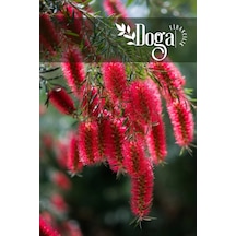 Tüplü Fırça Çalısı Fidanı Callistemon Leavis 3 Yaş