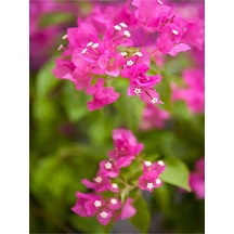 1 Adet Pembe Begonvil Çiçeği Fidanı 40-60 Cm Saksılı Çiçekli Bodur Bitkiler Bougainvillea