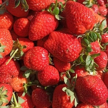 70 Adet Rubugen Çilek Fidanı Açık Kök Taze Söküm