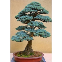Bodur Mavi Selvi Bonzai Ağacı Tohumu 5 Adet Bonsai Ağacı Tohumu