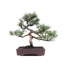 Sarıçam Bonzai Ağacı Tohumu 5 Adet Bonsai Ağacı Tohumu