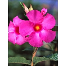Videolu 1 Adet Pembe Mandavilla Sarmaşığı Çiçeği 40-60 Cm Tüplü Iç Mekan Bitkileri