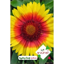 Ayyıldız Çiçeği Tohumu 50 Adet Tohum N113306