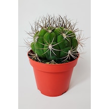 Gymnocalycium Marquezii Muhteşem Formda Büyük Boy Kaktüs