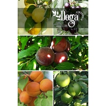 5 Li Meyve Fidanı Ayva , S. Kiraz , K. Erik , Kayısı Ve Y. Elma