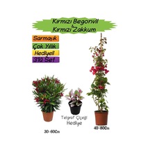 Kırmızı Renk Begonvil+kırmızı Zakkum Fidanı+telgraf Çiçeği 3'lü Peyzaj Seti