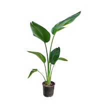 Starliçe - Beyaz Cennet Kuşu - 60-80 Cm