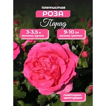 Fidanı: Tırmanıcı Gül Parad