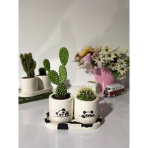 Tabaklı Panda 3 Desenli Özel Çizim Saksı Seti Hediyelik Kalemlik