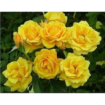 Sarı Gül Fidanı Yediveren Kokulu 10-20 Cm