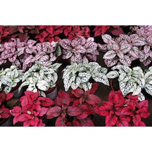 Hostes Çiçeği  - Hypoestes Phyllostachya 3’lü set