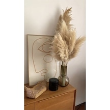 Pampas 10 Adet