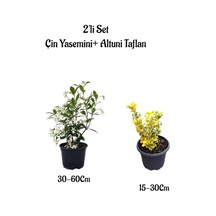 Mis Kokulu Çin Yasemini Çiçeği+altuni Taflan Çit Bitkisi 2'li Set Dışmekan Bitkileri