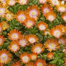 Yayılıcı Sarkıcı Delasporma Orange Buz Çiçeği Fidesi 2 Adet