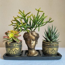 Haworthia & Haworthia Kiwi & Rhipsalis 3'lü Sukulent Seti | Helen Gold Serisi