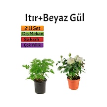Yoğun Kokulu Itır Çiçeği+ Beyaz Gül Fidanı 15-25 Cm Saksılı Dış Mekan Bitkileri