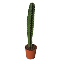 Euphorbia İngens -kovboy Kaktüs 75-80 Cm