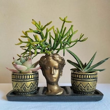 Echeveria & Gasteria & Rhipsalis 3'lü Sukulent Seti | Helen Gold Serisi