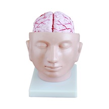 Beyin Modeli Kafa Arterleri ile Birlikte Gerçek Boyut 9 Parça