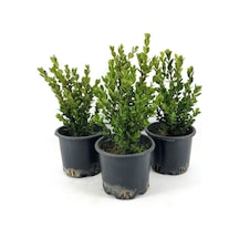 Videolu Dekoratif Şimşir Fidanı 30 40 Cm 3 Adet Saksılı Dış Mekan Bitkisi Buxus Sempervirens